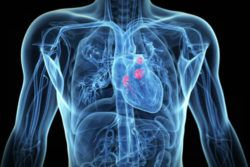 massage et système vasculaire