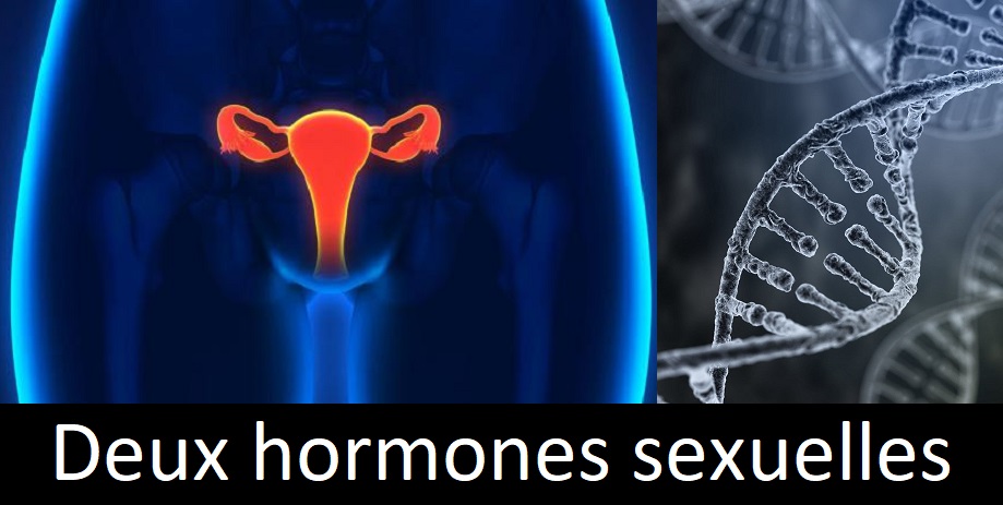 Massage de la femme enceinte : Les hormones ovariennes